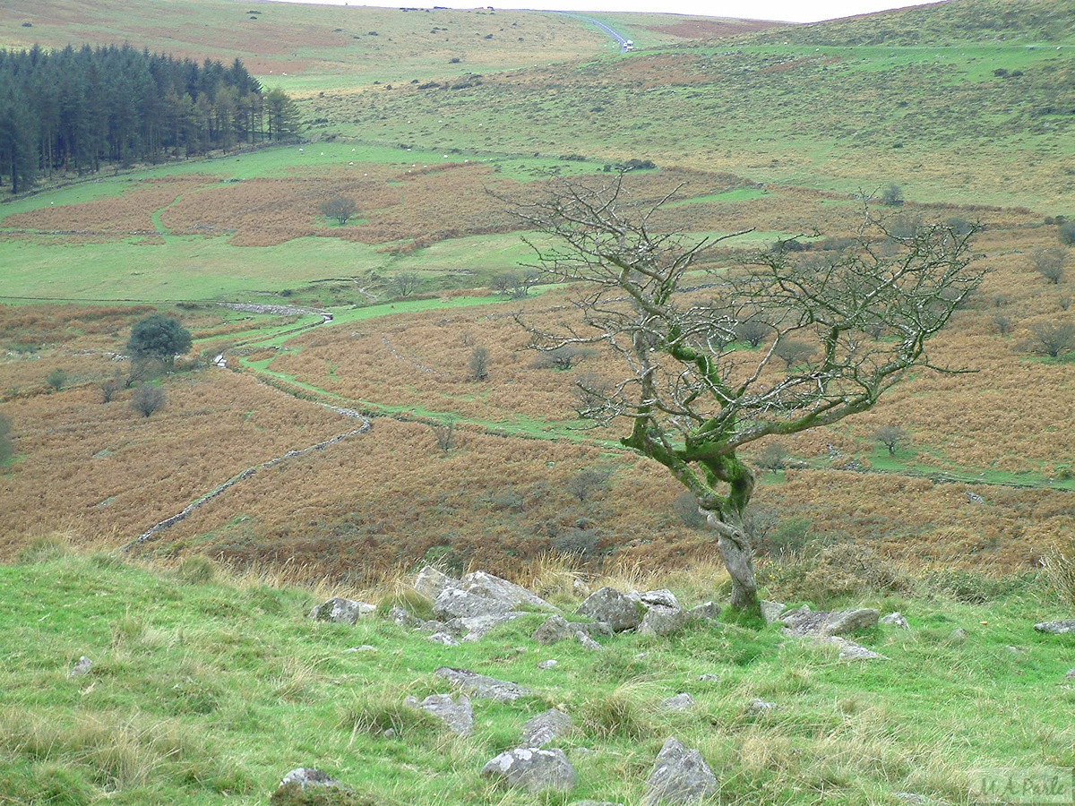 Devonport Leat in the Meavy valley