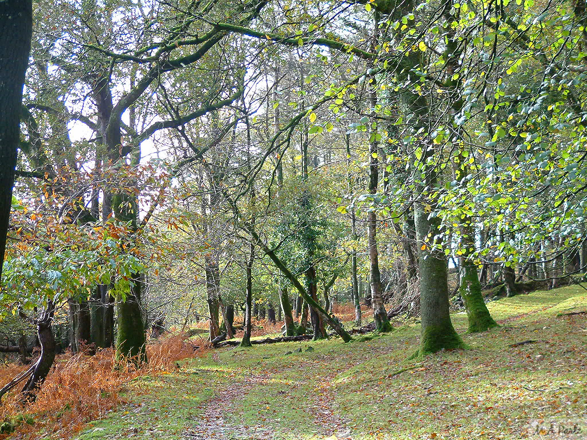Meavy Woods