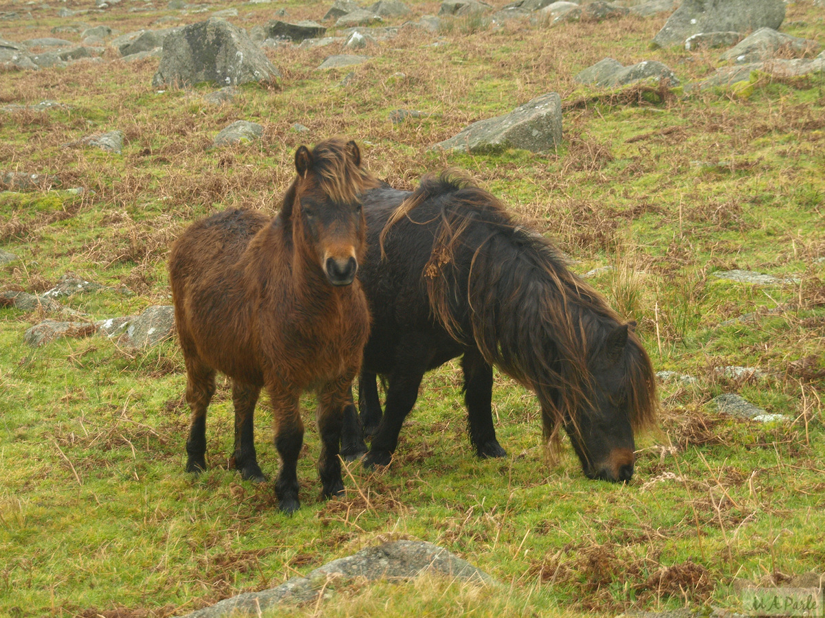 Dartmoor Ponies for company on Great Trowlesworthy Tor