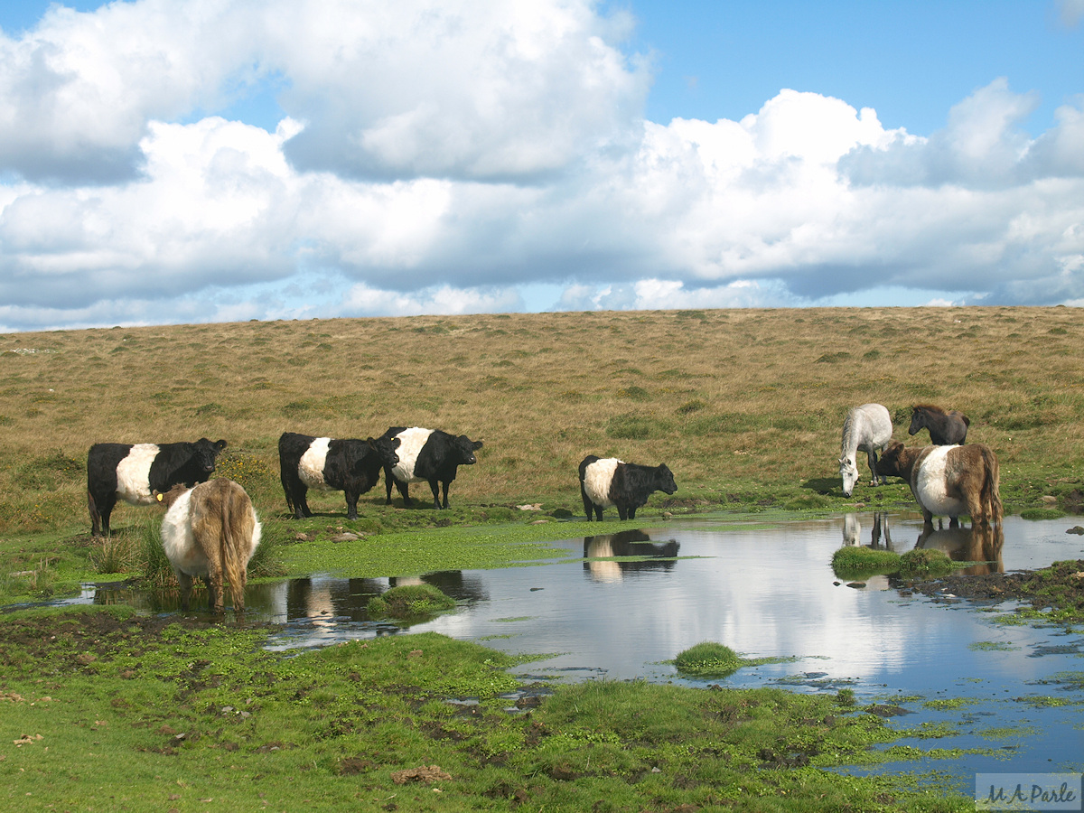Cattle take a drink close to the tramway