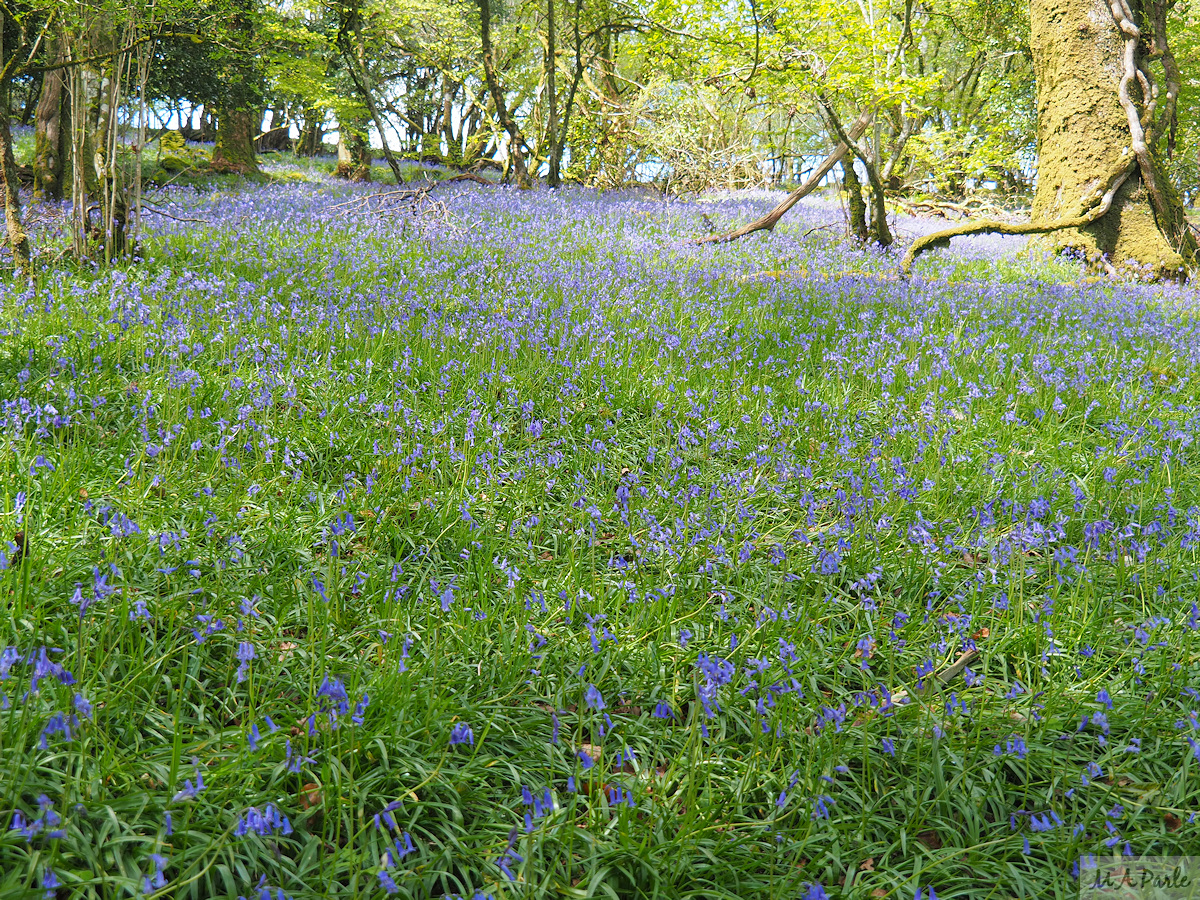 Halstock Wood, bluebells