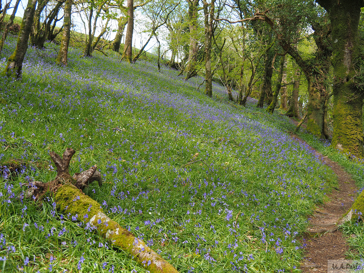 Halstock Wood, carpet of bluebells continues