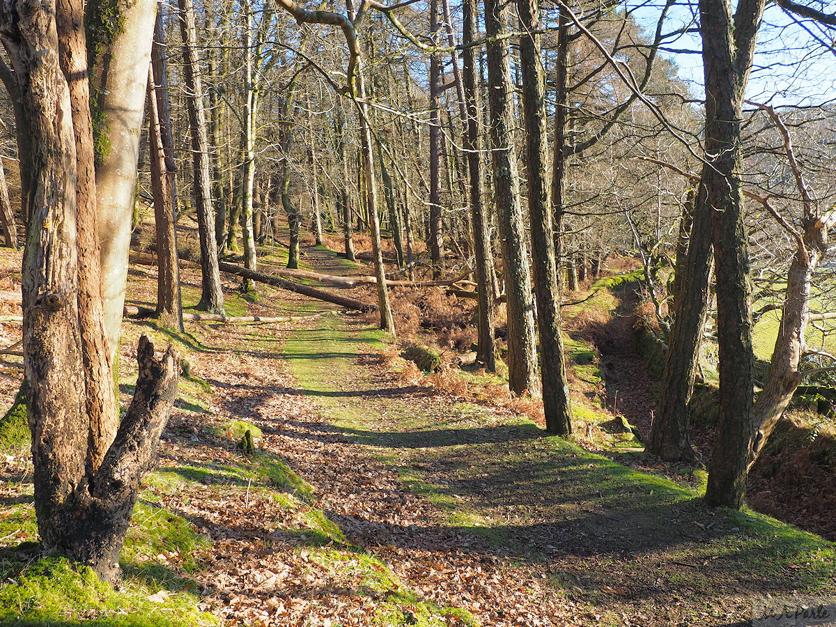 In Burrator Wood, with Mill Leat on the right
