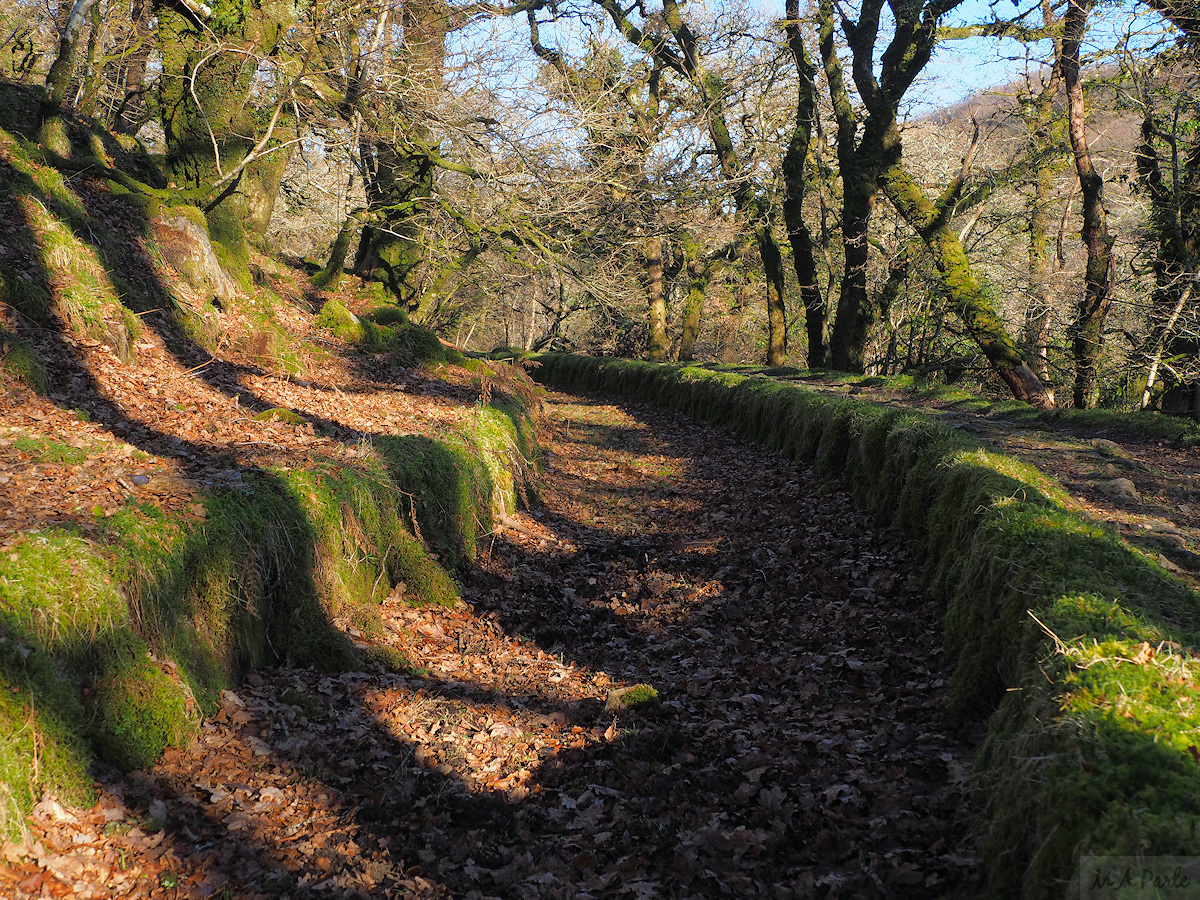 Drake's Leat (Plymouth Leat) in Burrator Wood