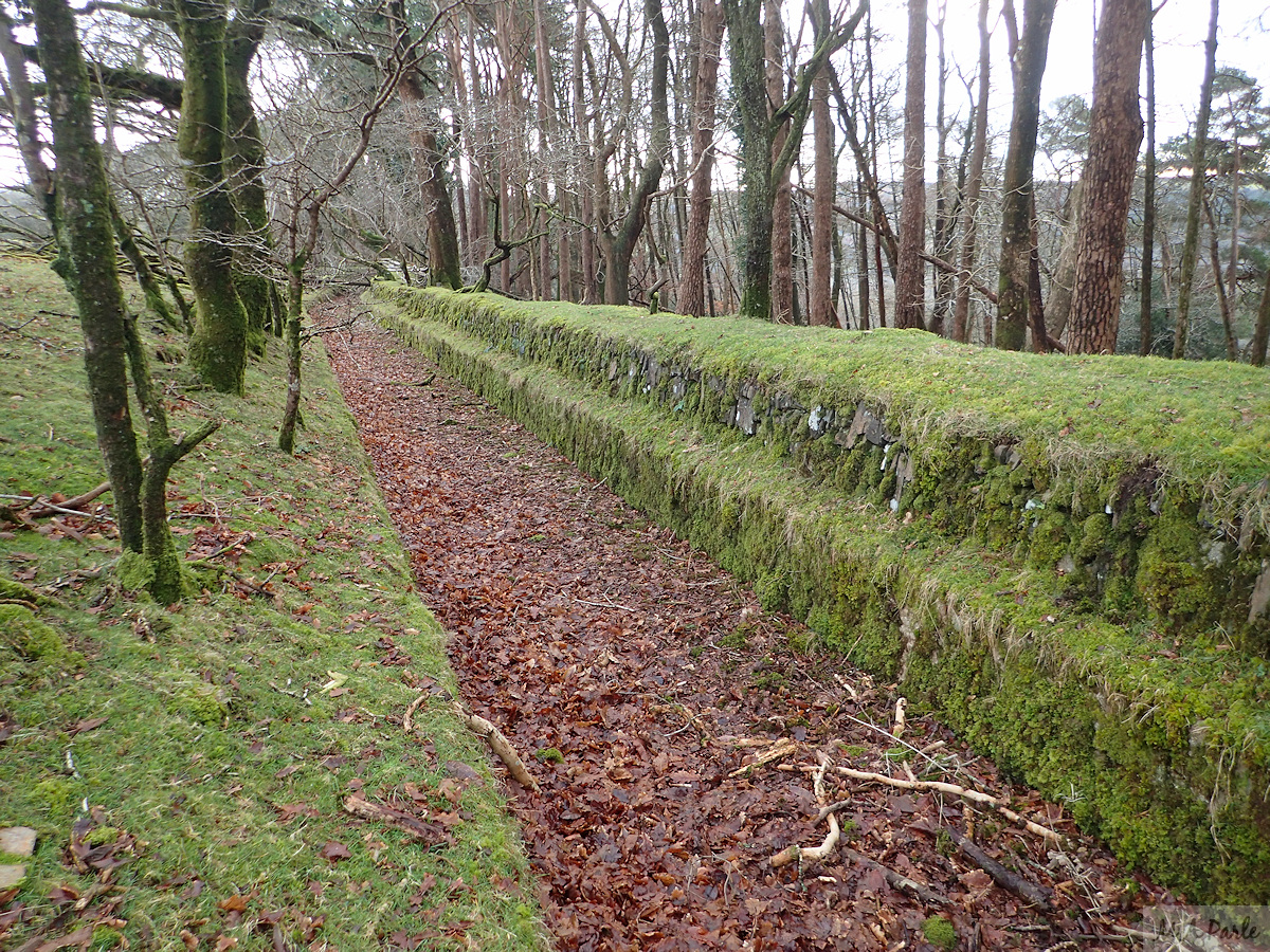 Drake's Leat (Plymouth Leat) on the northern edge of Burrator Wood