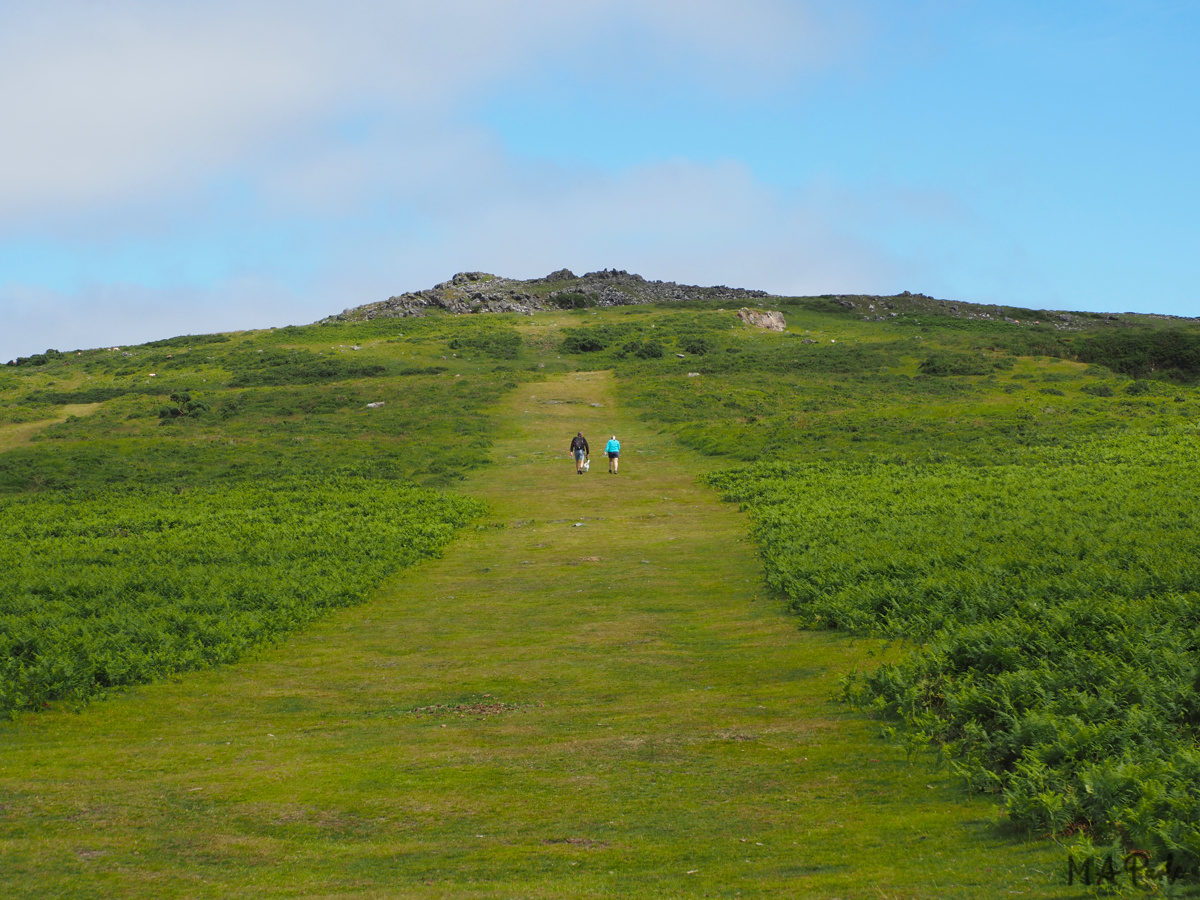 Approach to Cox Tor